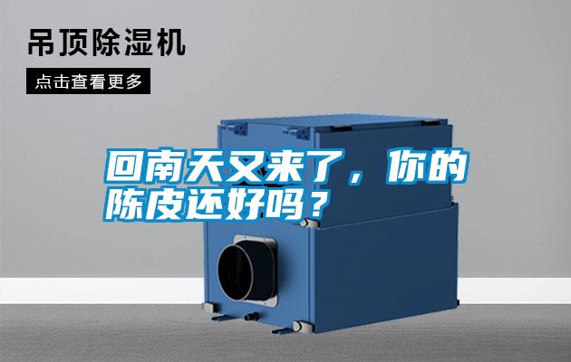 回南天又來了，你的陳皮還好嗎？