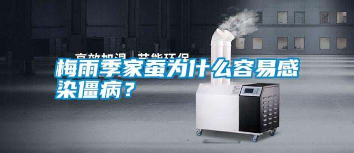 梅雨季家蠶為什么容易感染僵?。?/></p>
                              <p style=