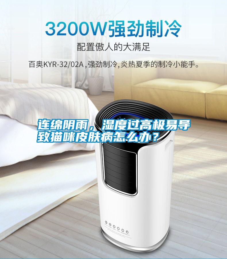 連綿陰雨，濕度過高極易導致貓咪皮膚病怎么辦？