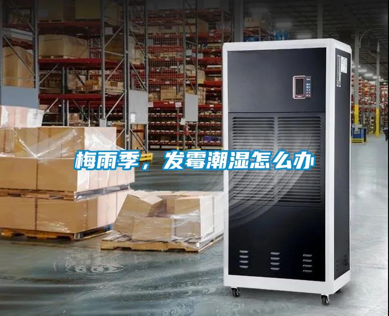 梅雨季，發霉潮濕怎么辦