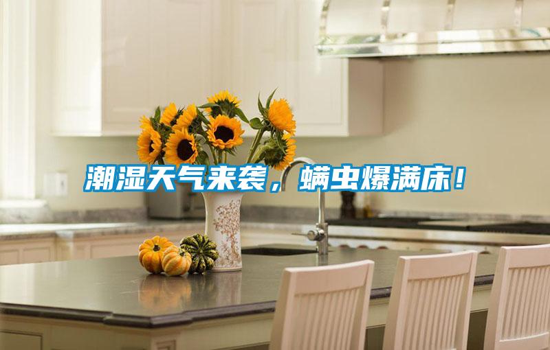 潮濕天氣來襲，螨蟲爆滿床！