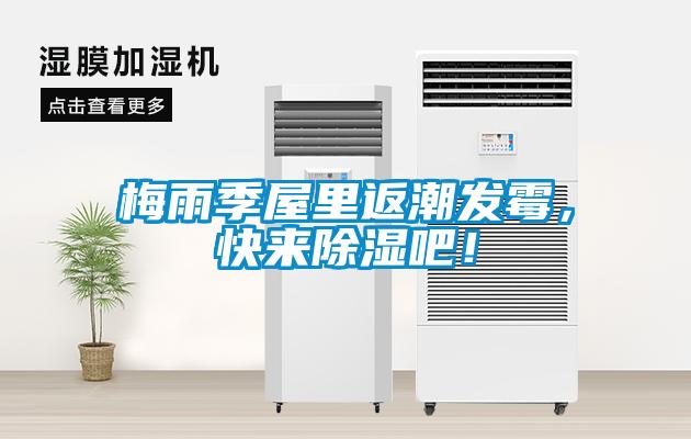 梅雨季屋里返潮發霉，快來除濕吧！