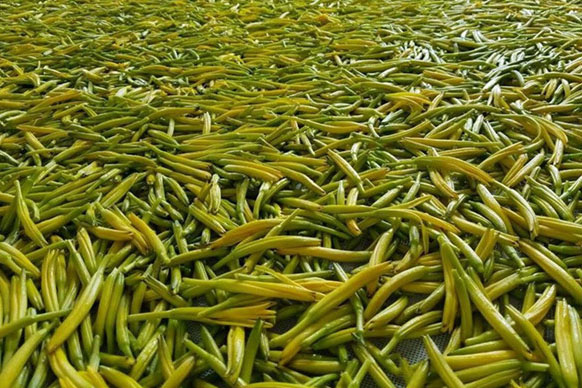 無硫金針菜烘干如何保持品相？不發(fā)黑？_除濕機廠家